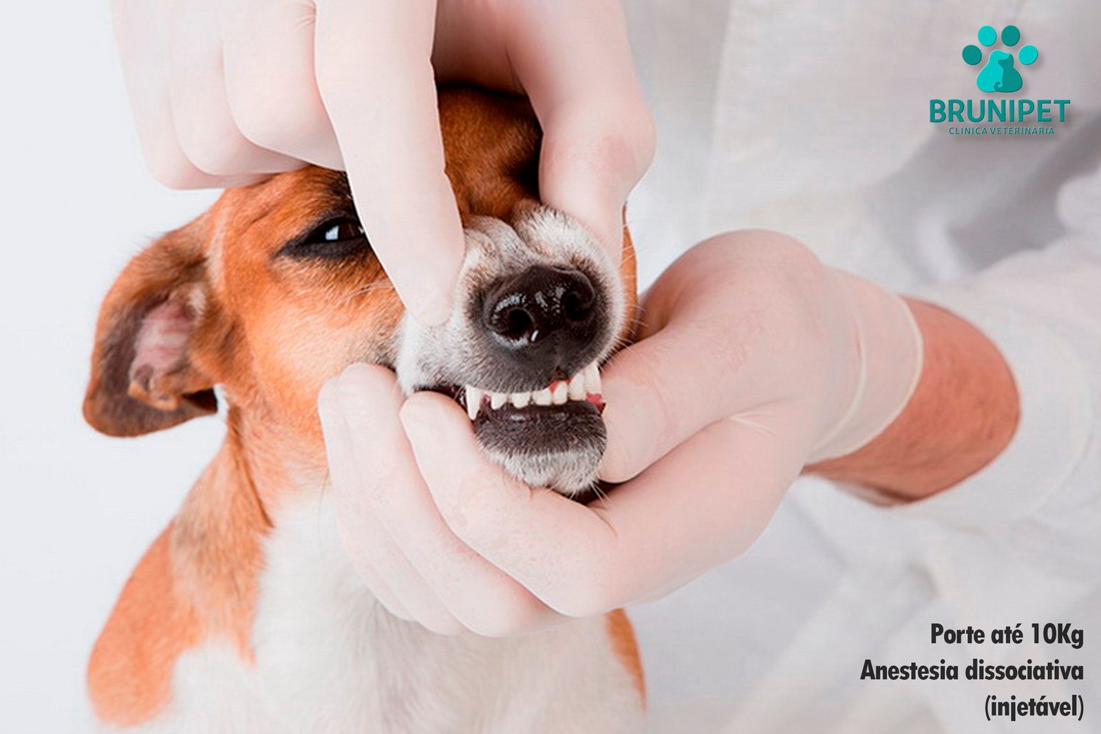 REMOÇÃO DO TÁRTARO EM CÃES ATÉ 10Kg COM ANESTESIA INJETAVEL + 01 BANHO